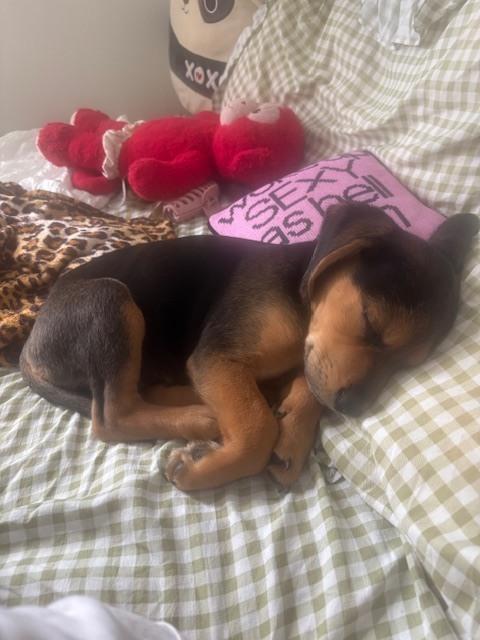 Garrett, Adoptable, Puppy Male Beagle & Terrier.