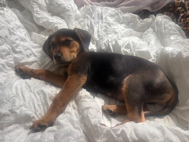 Enlarge Garrett, a Adopted mixed breed in Manhattan, NY image 3/4