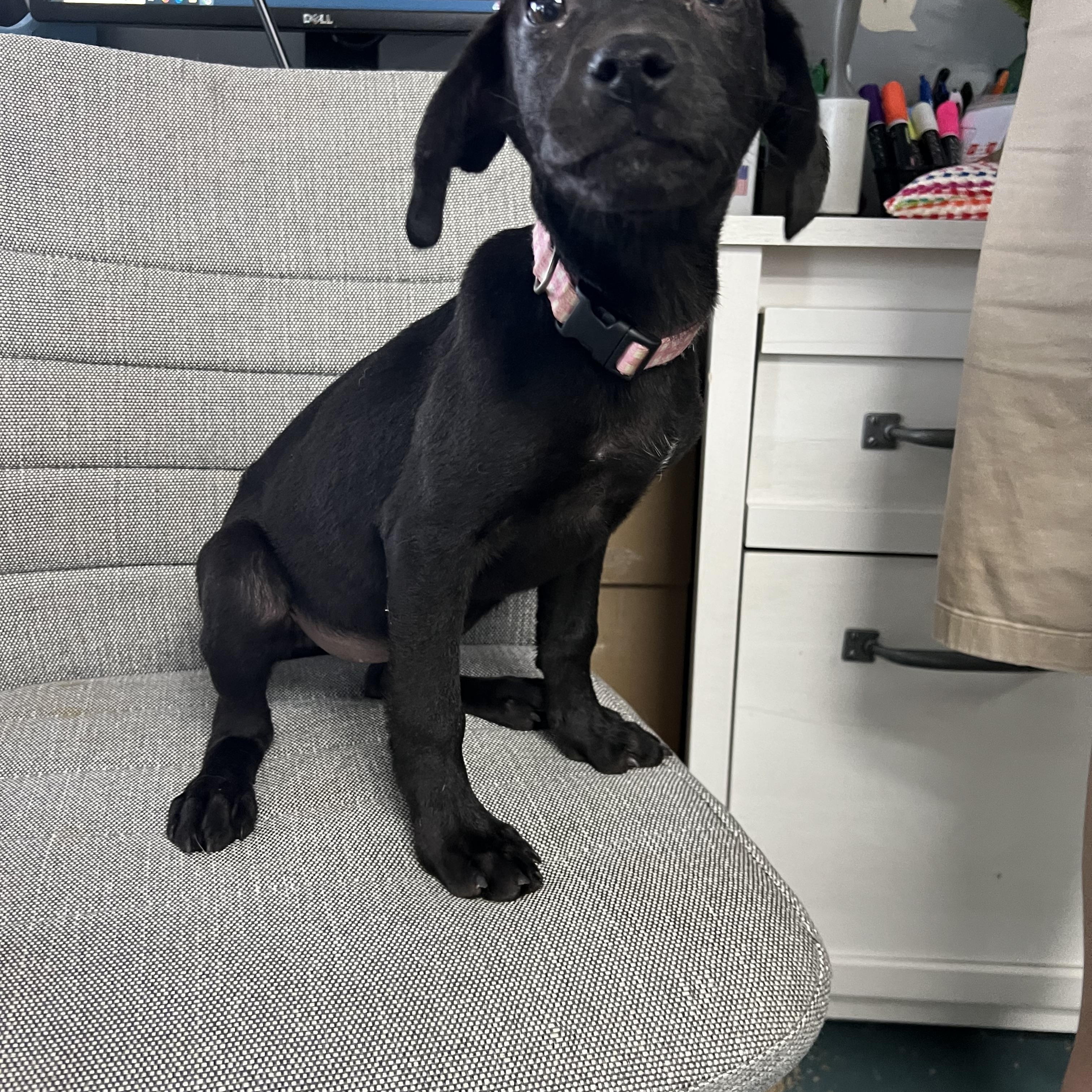 Darla 2