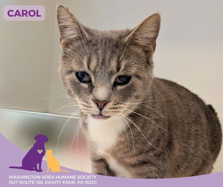 Carol, ADOPTABLE, Adult Female Domestic Short Hair.