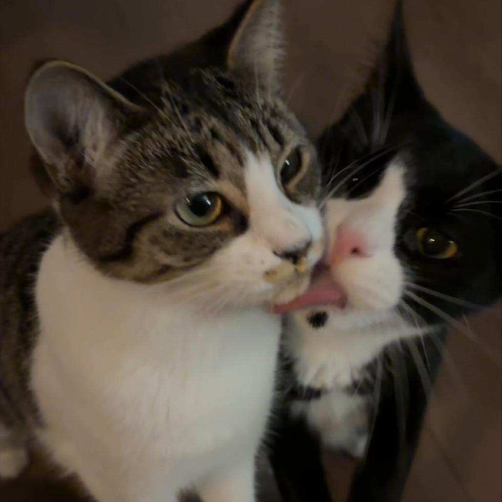 Indie, Adoptable, Young Male Domestic Short Hair.