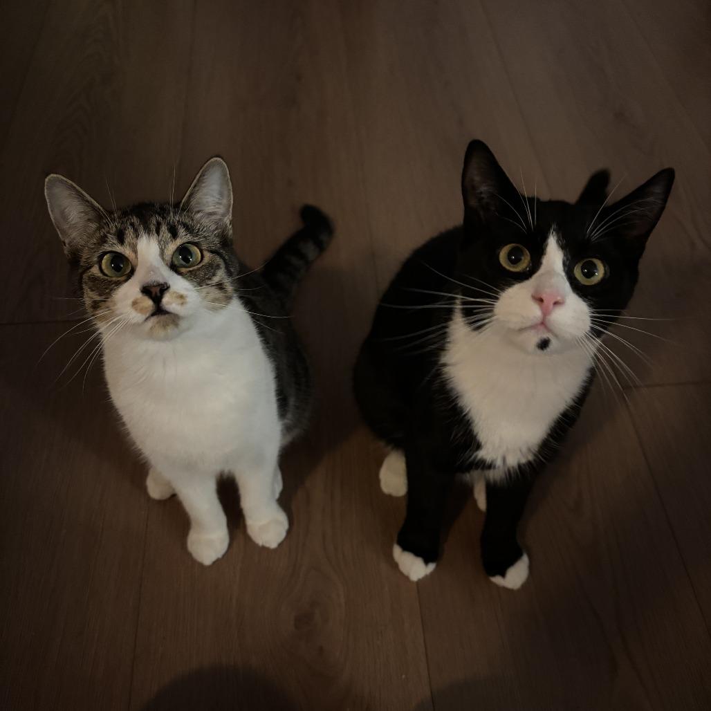 Indie, a Adoptable Domestic Short Hair in Abbotsford, BC image 2/4