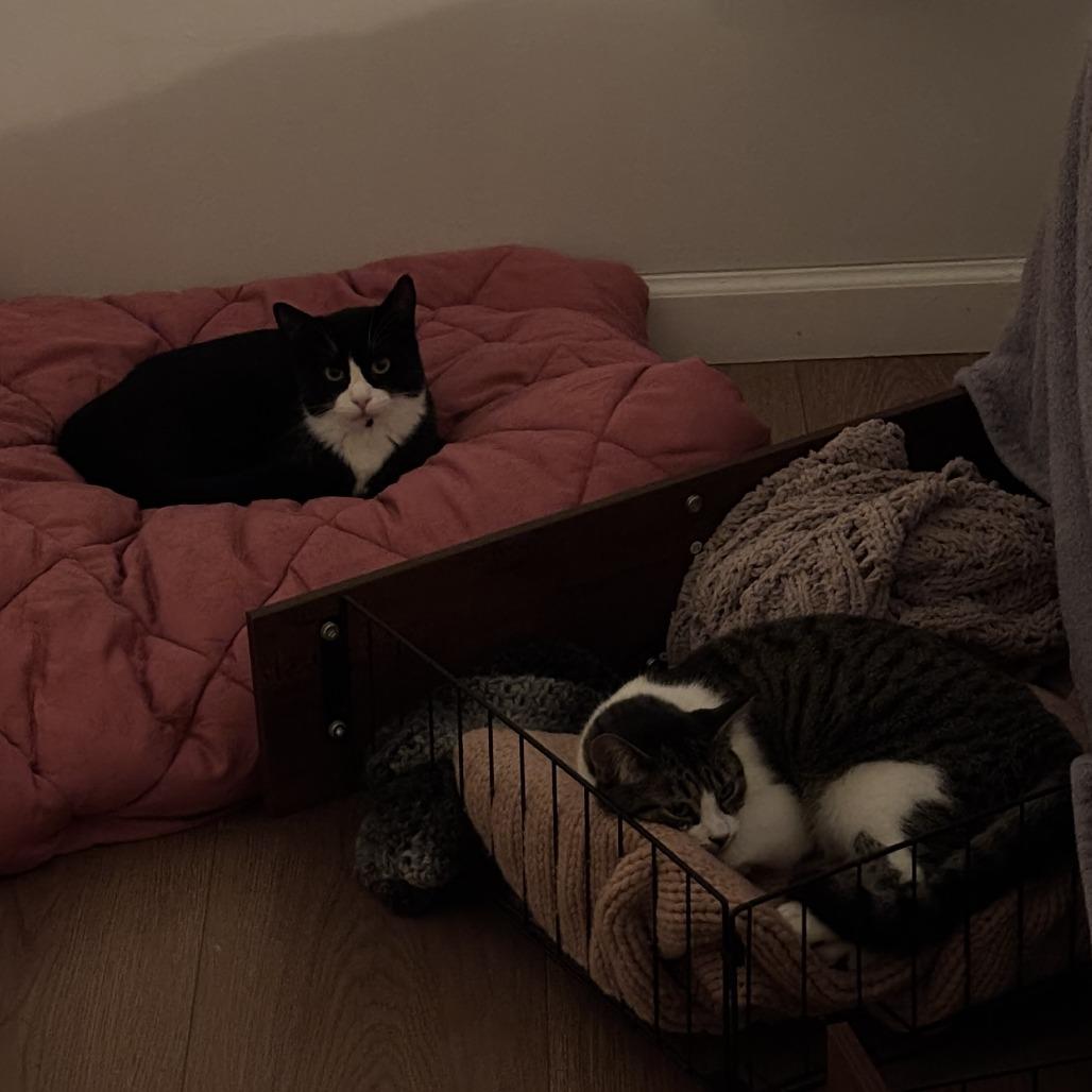 Indie, a Adoptable Domestic Short Hair in Abbotsford, BC image 3/4