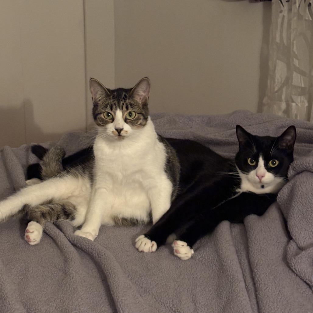 Indie, a Adoptable Domestic Short Hair in Abbotsford, BC image 4/4