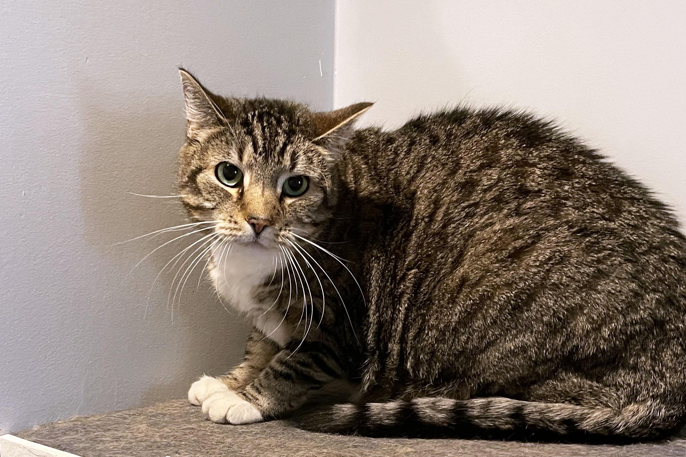 Enlarge Milo, a Adoptable Domestic Short Hair in Lincoln, NE image 1/1