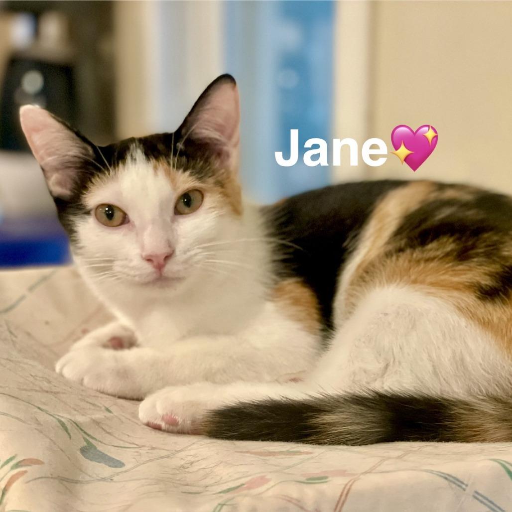 Enlarge Jane (Adopt with Lady), a Adoptable Domestic Short Hair in Peachtree City, GA image 1/6