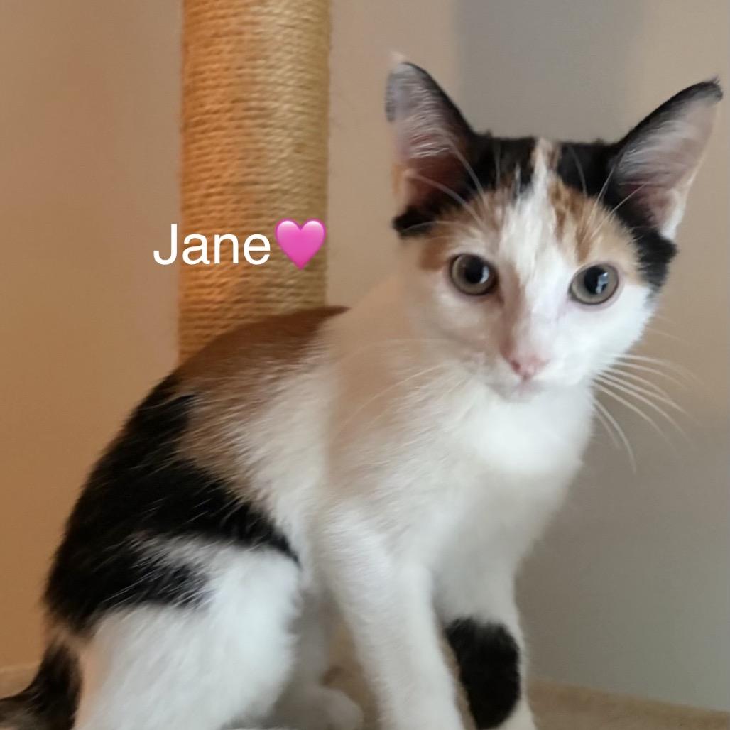 Enlarge Jane (Adopt with Lady), a Adoptable Domestic Short Hair in Peachtree City, GA image 2/6