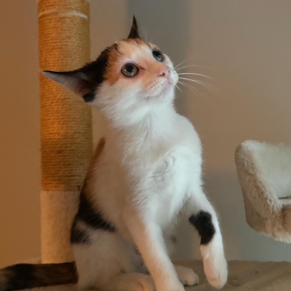 Enlarge Jane (Adopt with Lady), a Adoptable Domestic Short Hair in Peachtree City, GA image 3/6