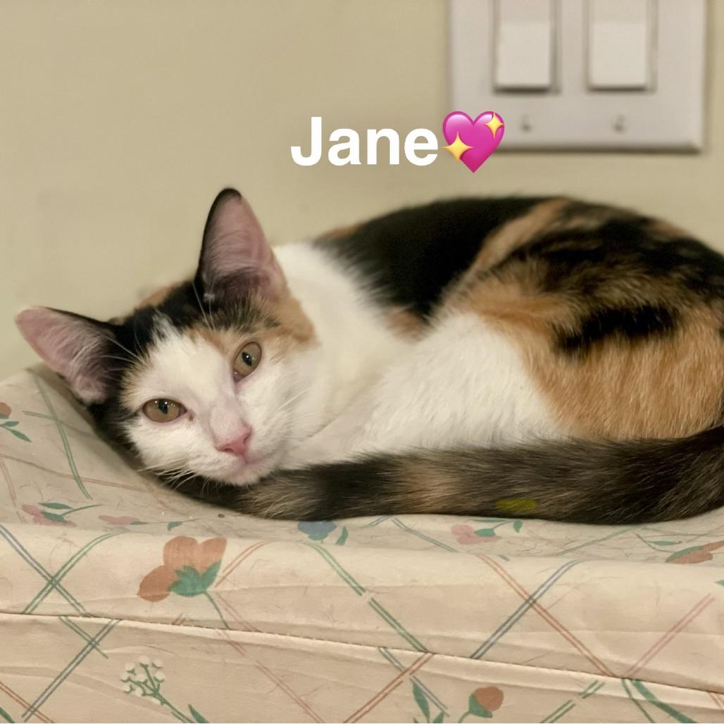 Enlarge Jane (Adopt with Lady), a Adoptable Domestic Short Hair in Peachtree City, GA image 4/6
