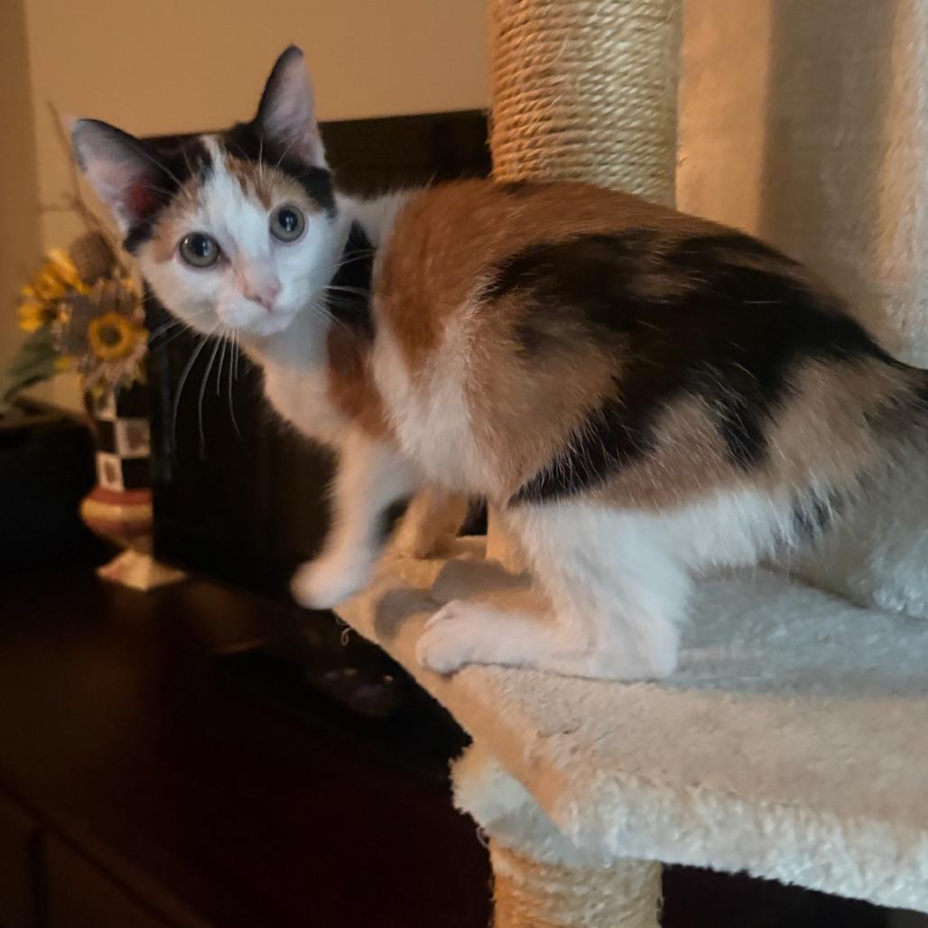 Enlarge Jane (Adopt with Lady), a Adoptable Domestic Short Hair in Peachtree City, GA image 5/6