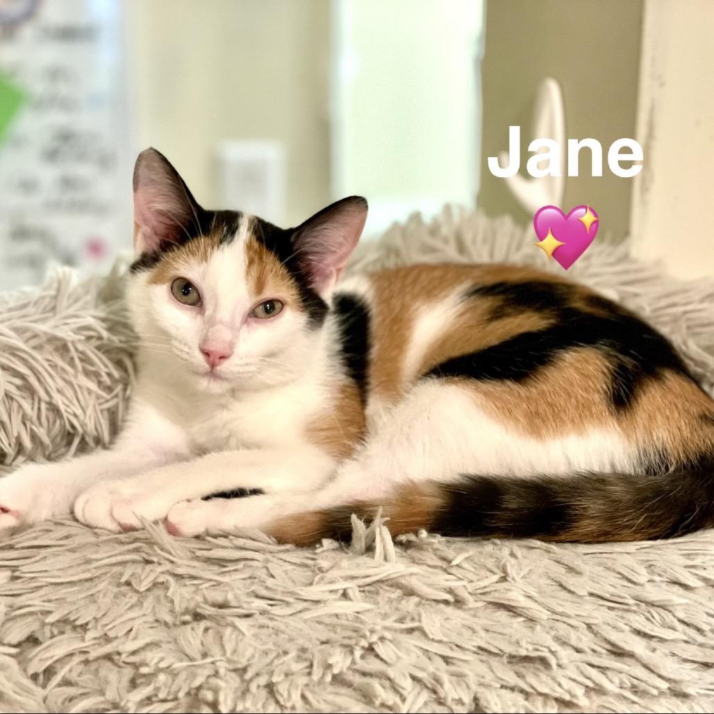 Enlarge Jane (Adopt with Lady), a Adoptable Domestic Short Hair in Peachtree City, GA image 6/6