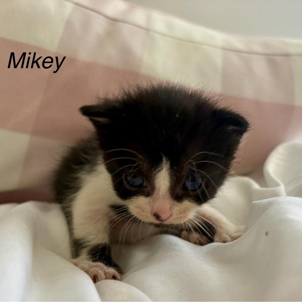 Mikey thumbnail 5