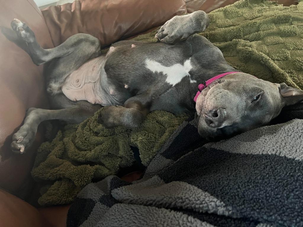 Sapphire, a Adoptable mixed breed in Phoenix, AZ image 1/3