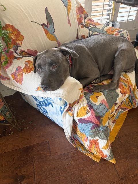 Sapphire, a Adoptable mixed breed in Phoenix, AZ image 2/3