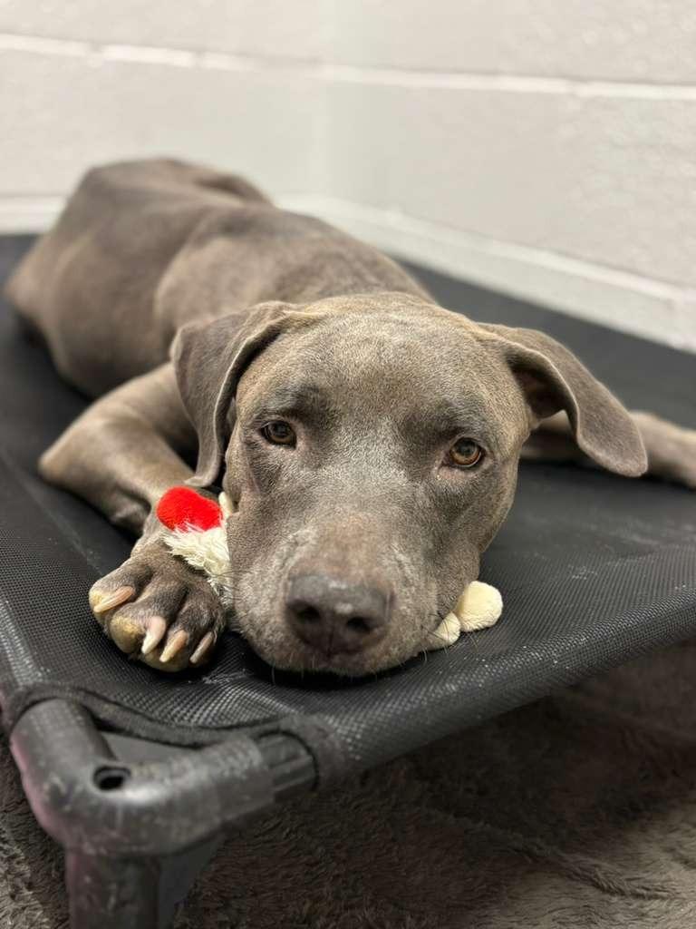 Sapphire, a Adoptable mixed breed in Phoenix, AZ image 3/3