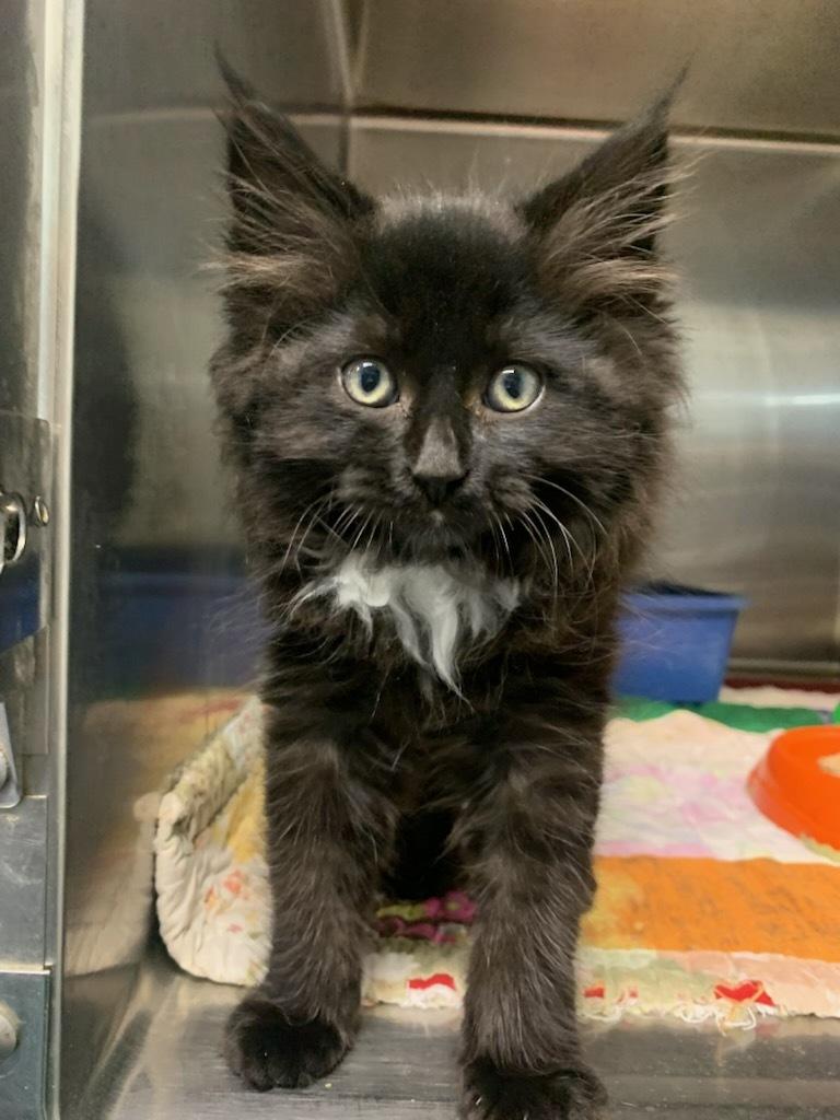 Teddy, an adoptable Domestic Medium Hair in wetaskiwin, AB, t9a 2j4 | Photo Image 1