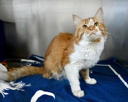 Rigby, Adoptable, Adult Male Domestic Long Hair.