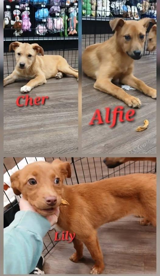 Cher, adopted, Young Female Rhodesian Ridgeback & Golden Retriever.