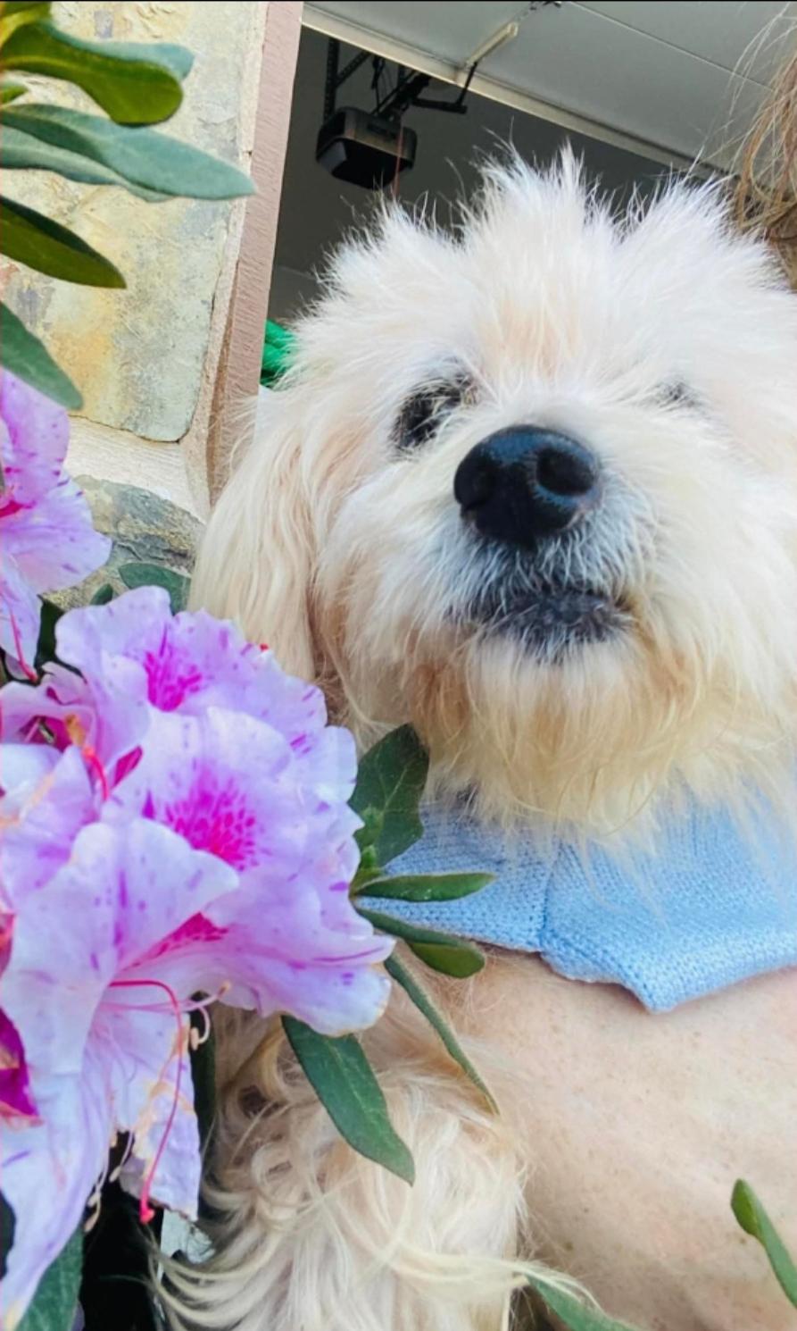 Skylar, a ADOPTABLE mixed breed in Garden Valley, ID image 2/5