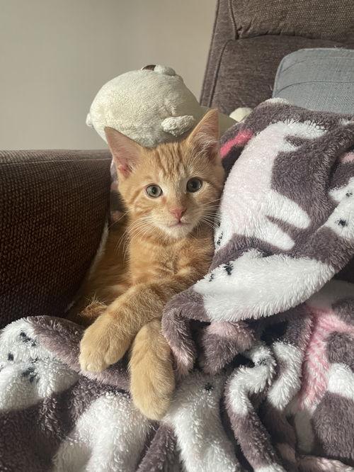 Dorito, Willow Grove Area (FCID 11/11/2025-138) KC