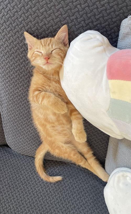 Dorito, Willow Grove Area (FCID 11/11/2025-138) KC