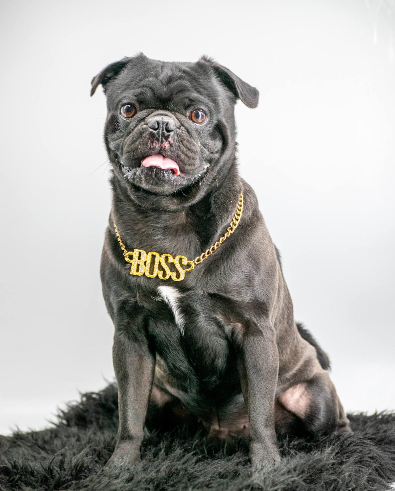 Enlarge THE NOTORIOUS P.U.G, a ADOPTABLE Pug in Sevierville, TN image 2/5