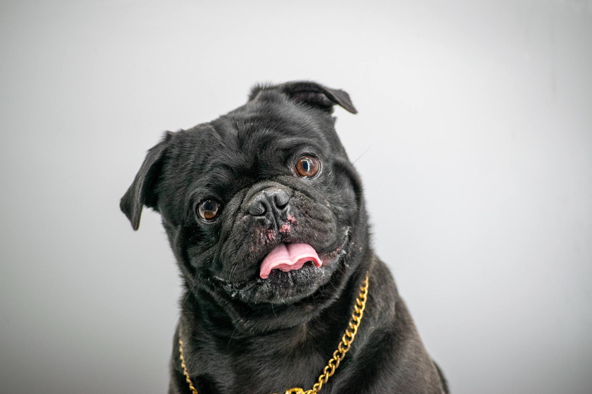 Enlarge THE NOTORIOUS P.U.G, a ADOPTABLE Pug in Sevierville, TN image 3/5