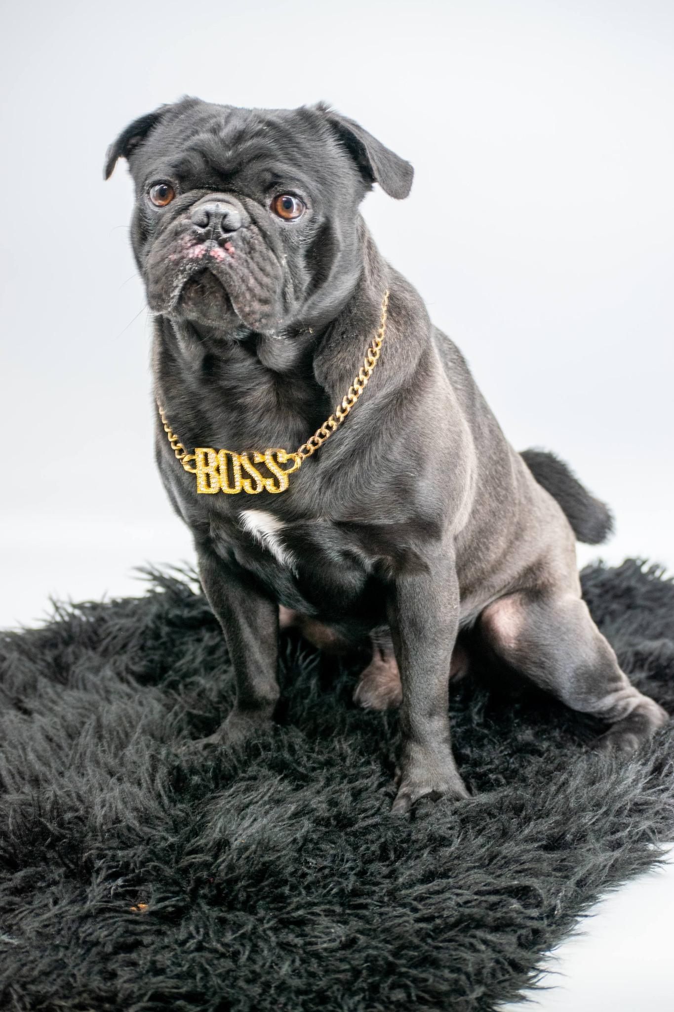 Enlarge THE NOTORIOUS P.U.G, a ADOPTABLE Pug in Sevierville, TN image 4/5