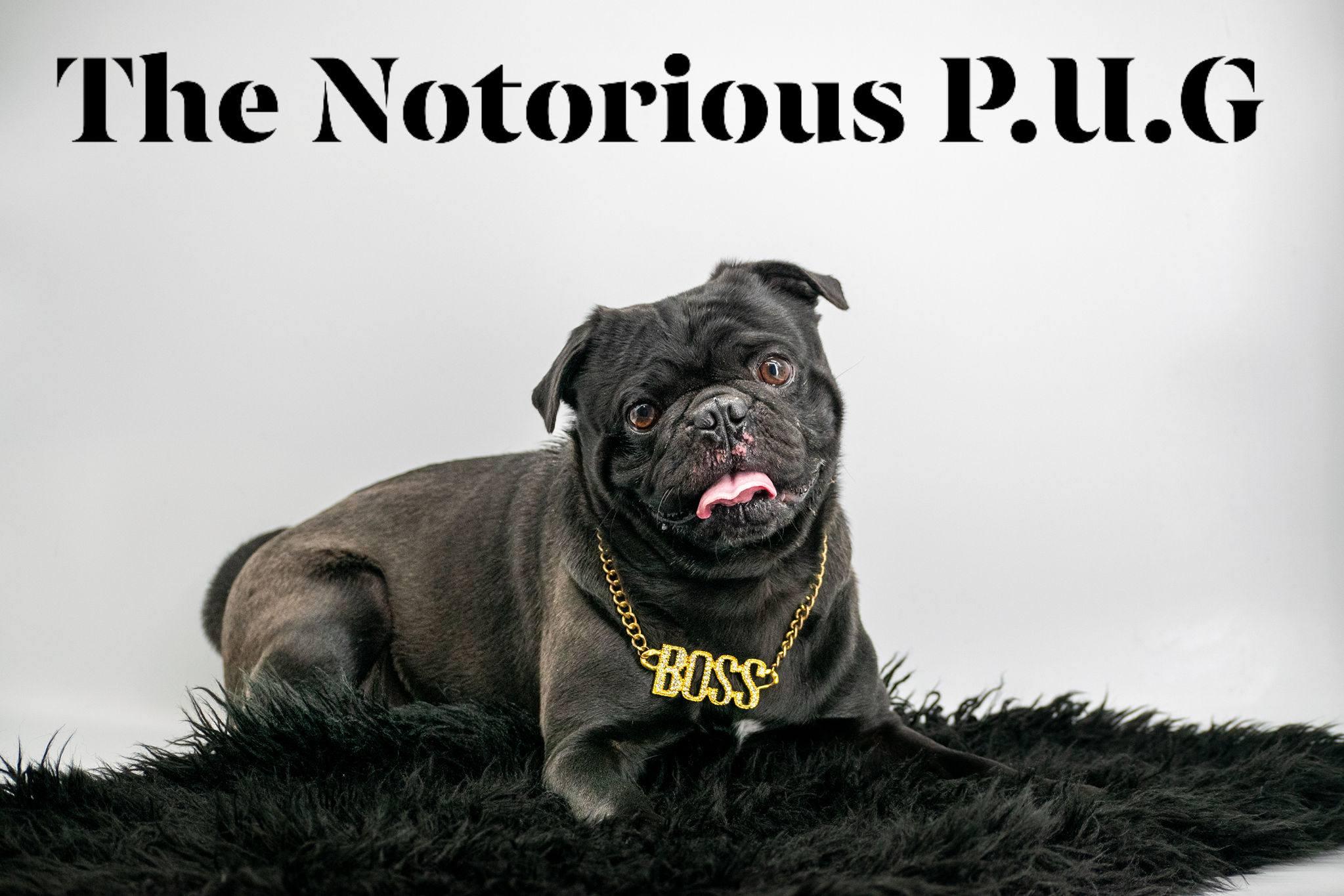 THE NOTORIOUS P.U.G, ADOPTABLE, Adult Male Pug.
