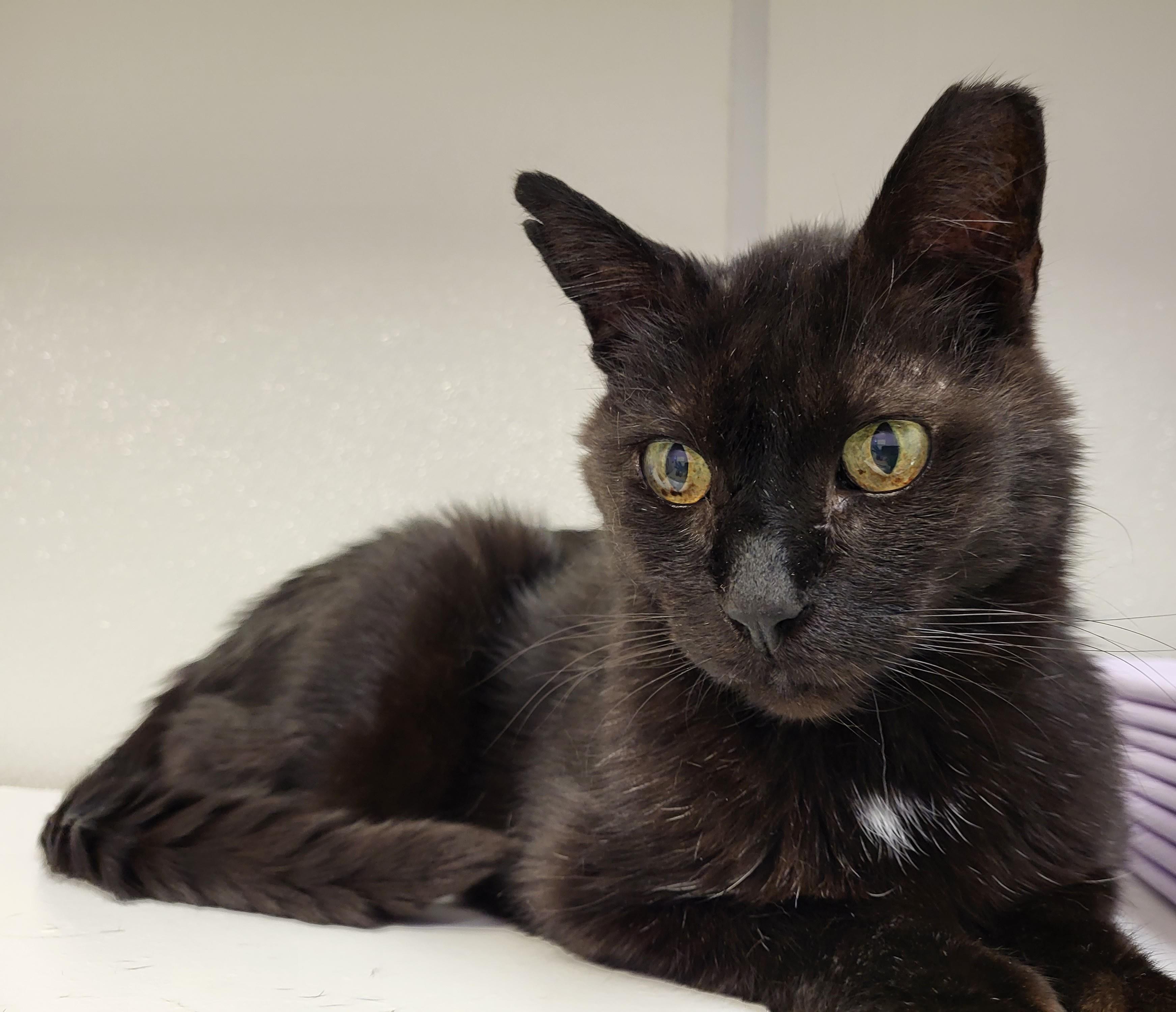 Chococat, a Adoptable Domestic Short Hair in Grayslake, IL image 2/4