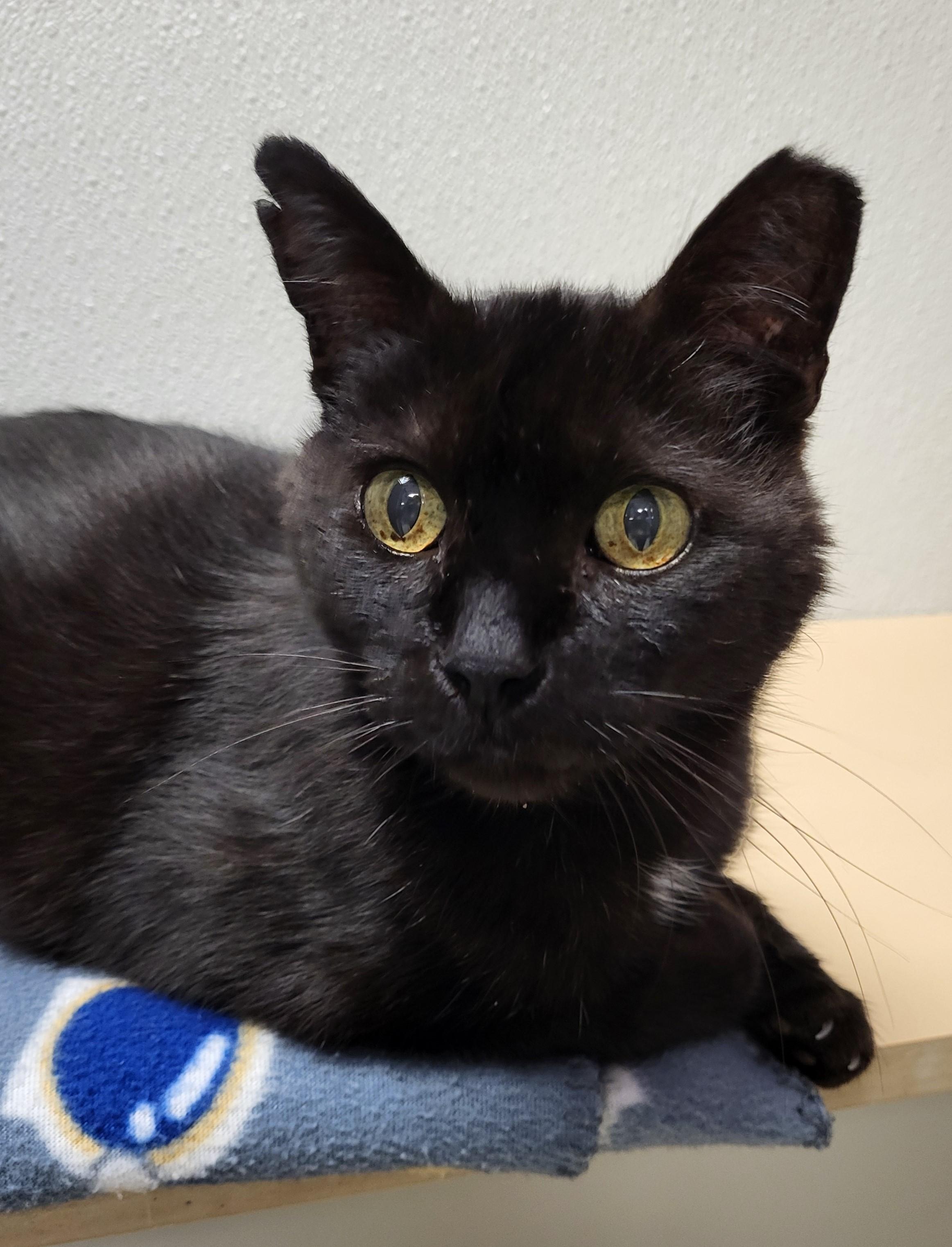 Chococat, a Adoptable Domestic Short Hair in Grayslake, IL image 3/4