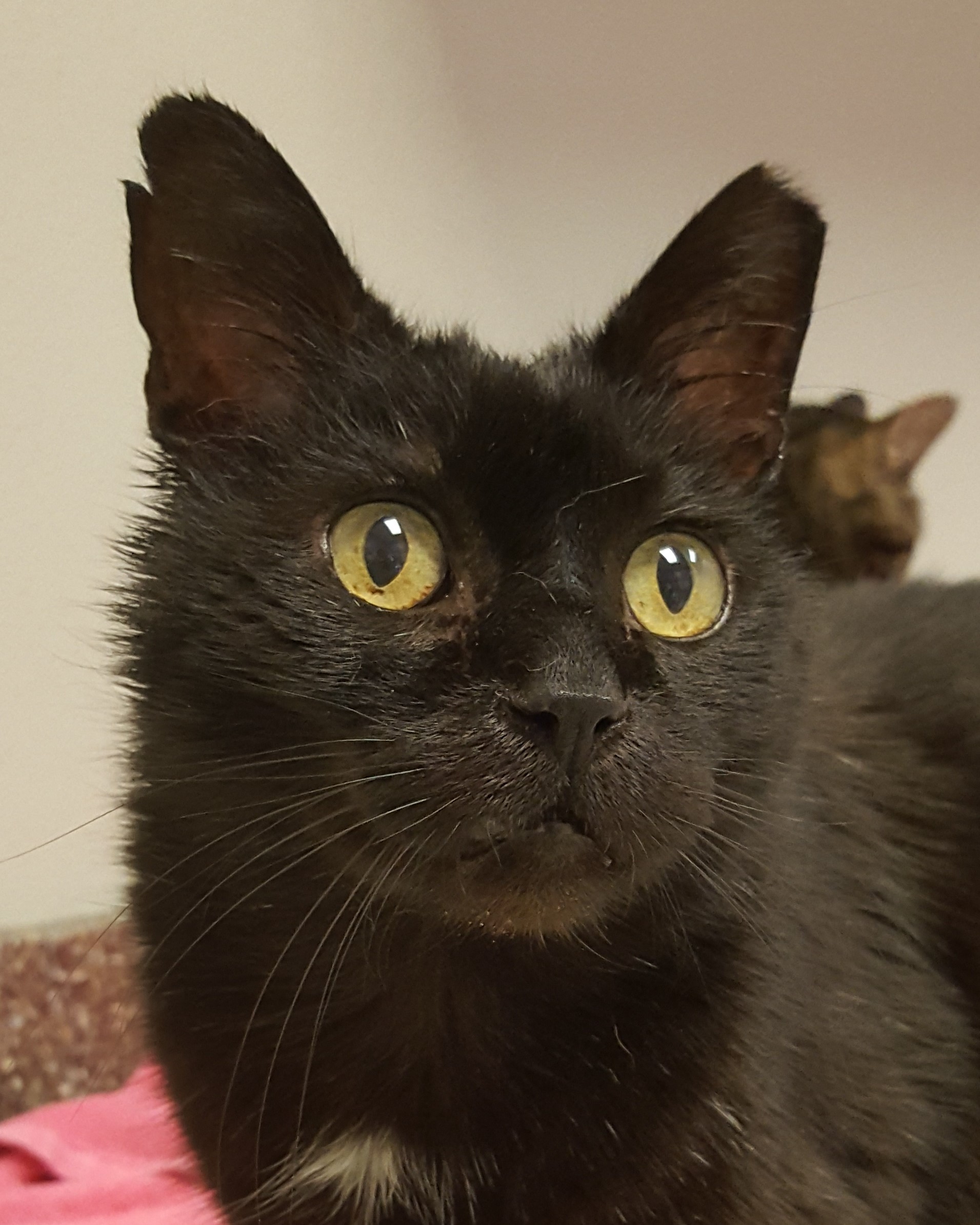 Enlarge Chococat, a Adoptable Domestic Short Hair image 1/1