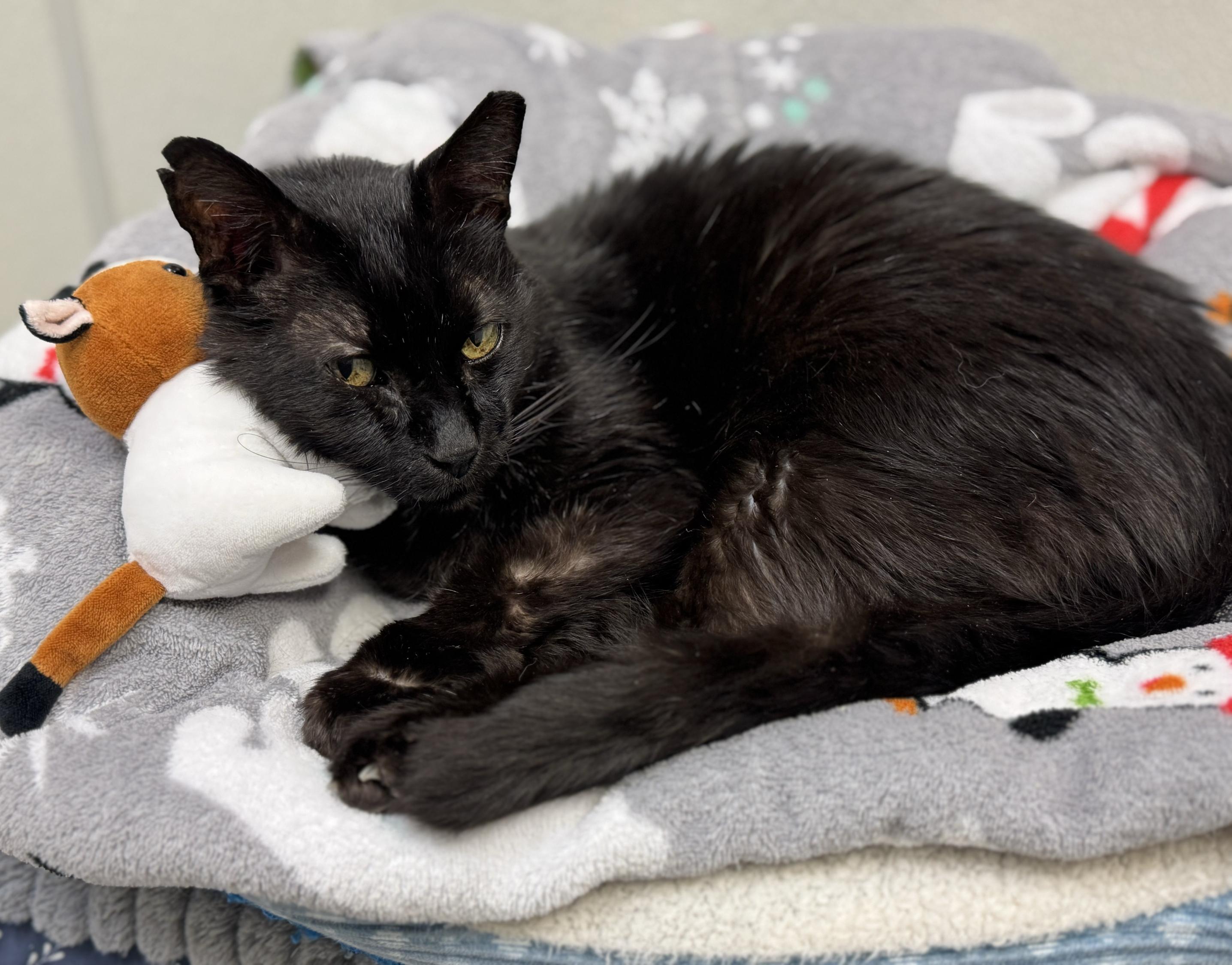 Chococat, a Adoptable Domestic Short Hair in Grayslake, IL image 4/4