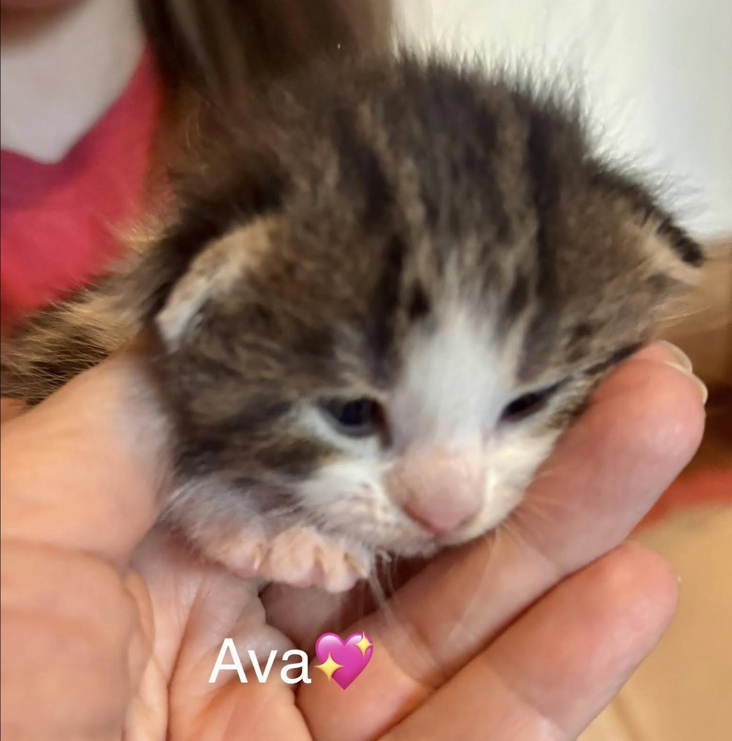 Ava