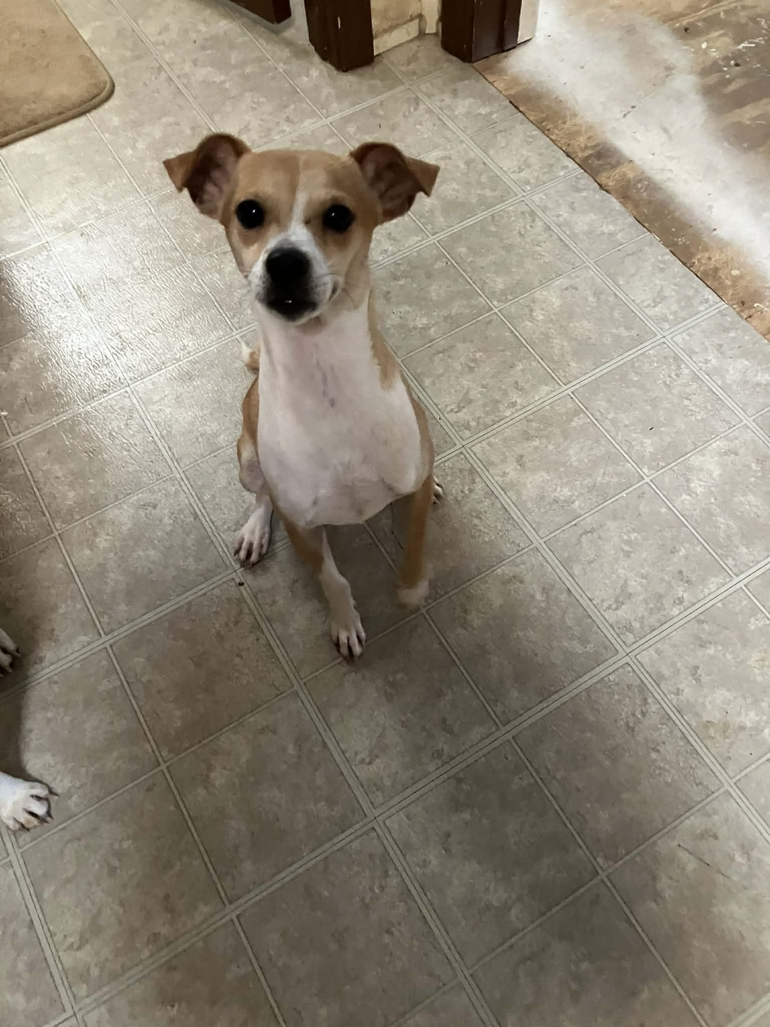 Enlarge Terrence, a Adopted mixed breed in PITTSBURGH, PA image 1/1