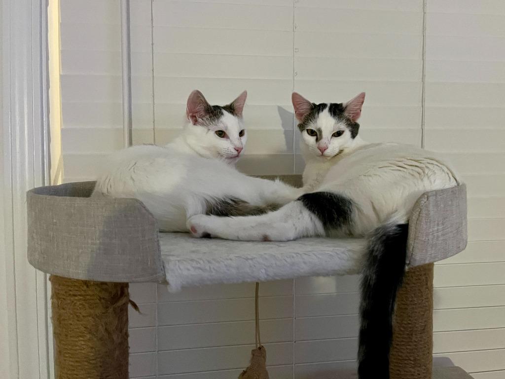 Candy25, Adoptable, Young Female Domestic Short Hair.