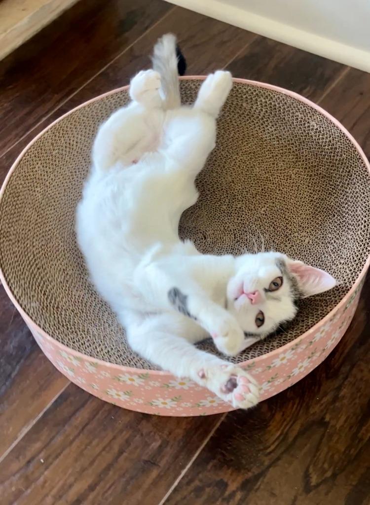 Candy25, a Adoptable mixed breed in Youngsville, NC image 1/4