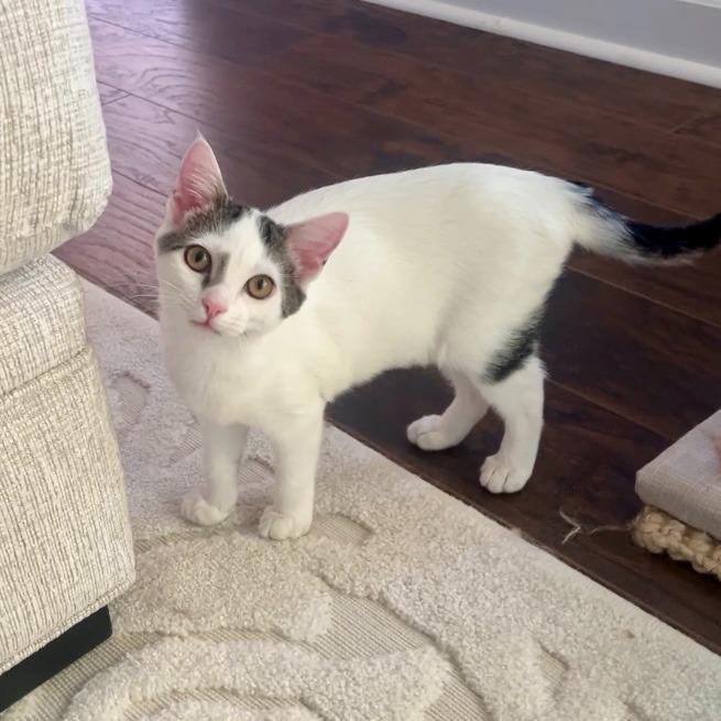 Candy25, a Adoptable mixed breed in Youngsville, NC image 2/4