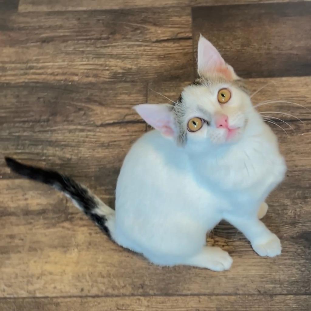 Enlarge Candy25, a Adoptable mixed breed in Youngsville, NC image 3/4