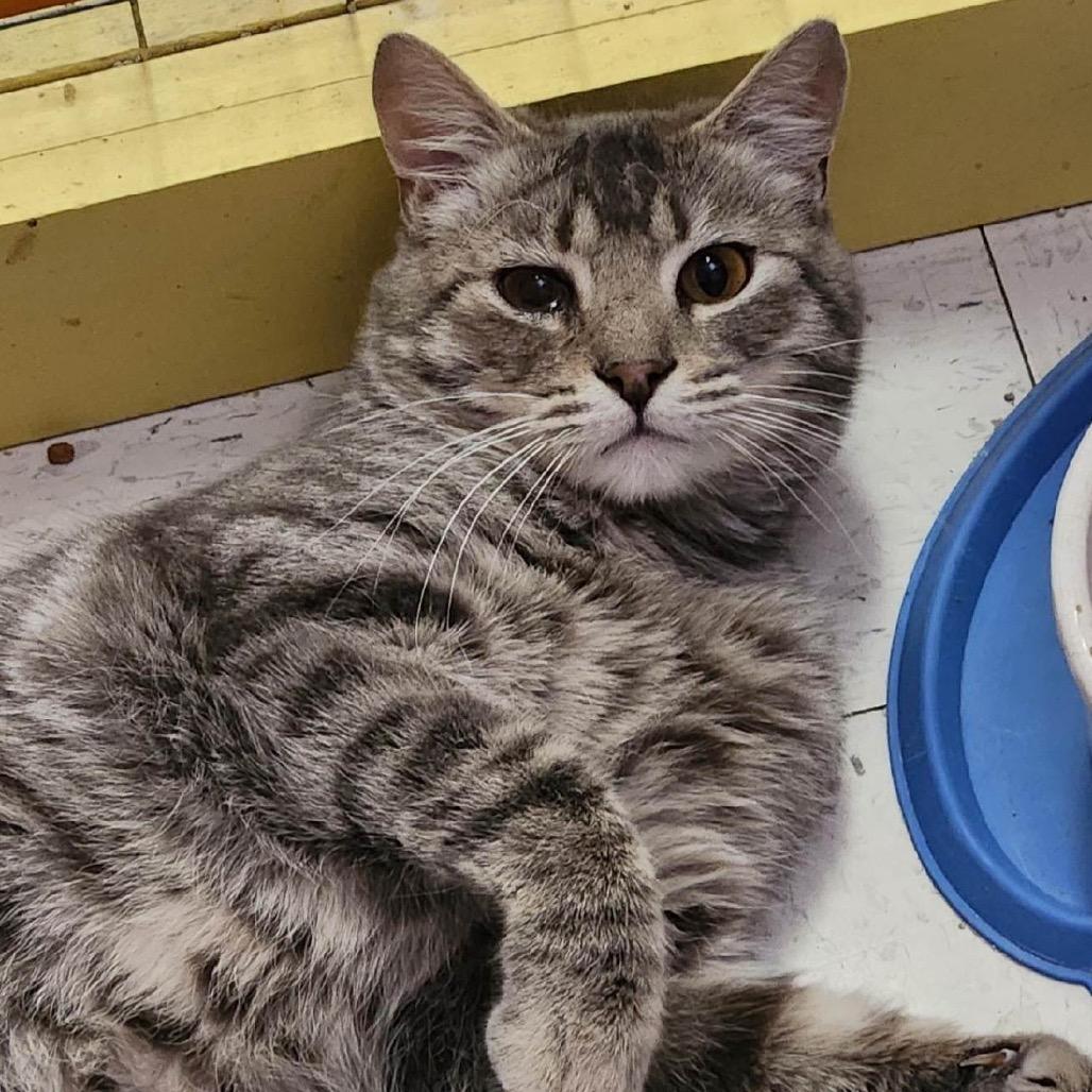 Jeb, Adoptable, Adult Male Domestic Short Hair.