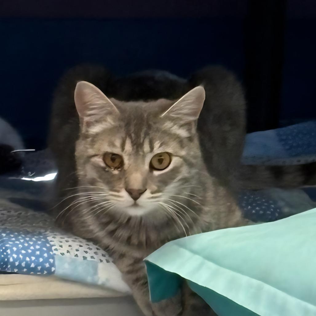 Jeb, a Adoptable Domestic Short Hair in Fresno, CA image 2/2