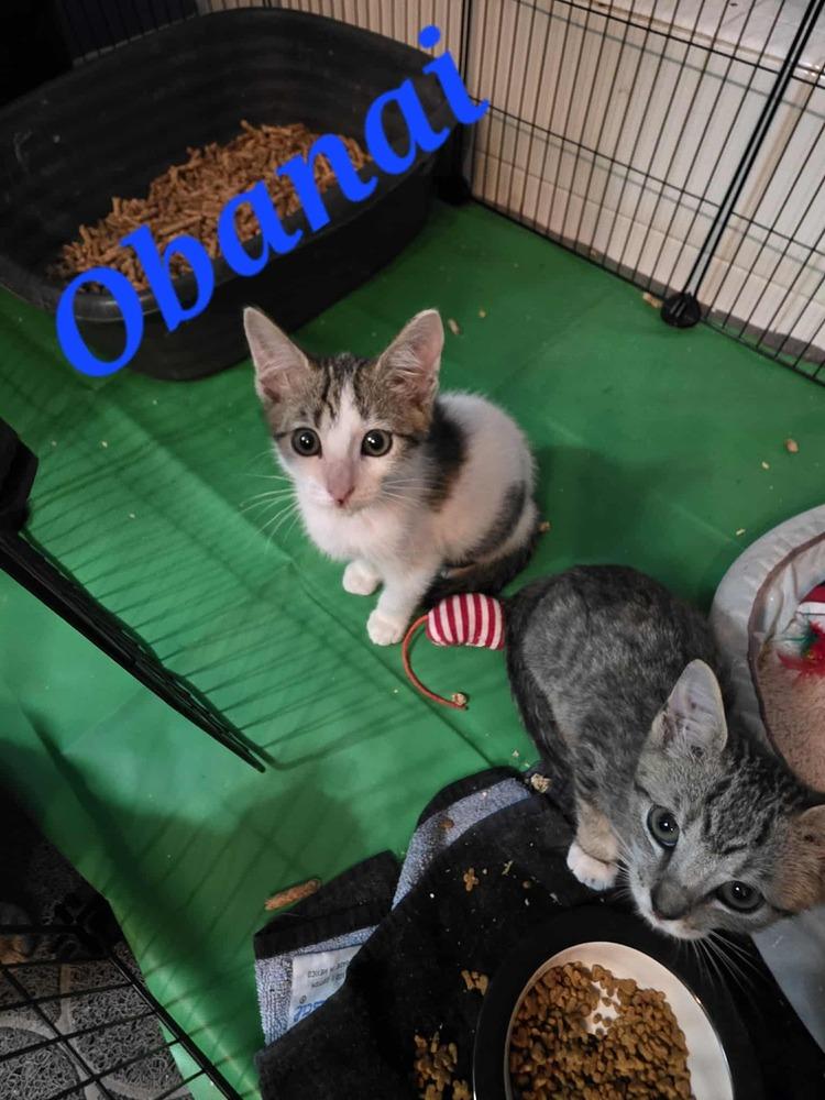 Obanai, Adoptable, Kitten Male Domestic Short Hair.