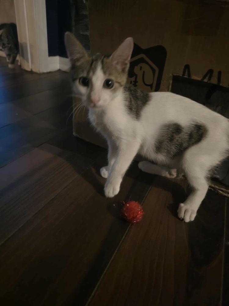 Enlarge Obanai, a Adoptable Domestic Short Hair in Orlando, FL image 2/3