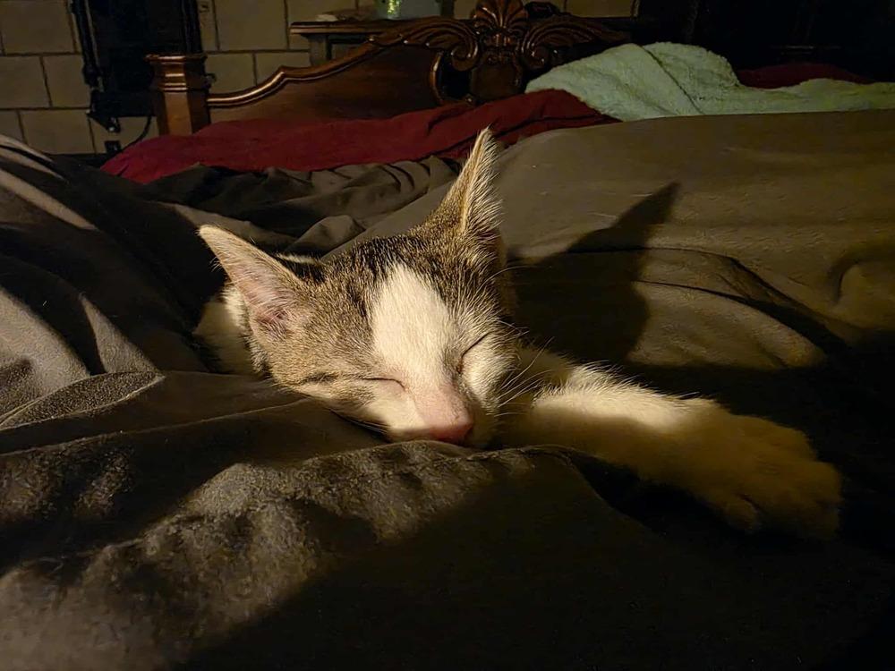 Enlarge Obanai, a Adoptable Domestic Short Hair in Orlando, FL image 3/3