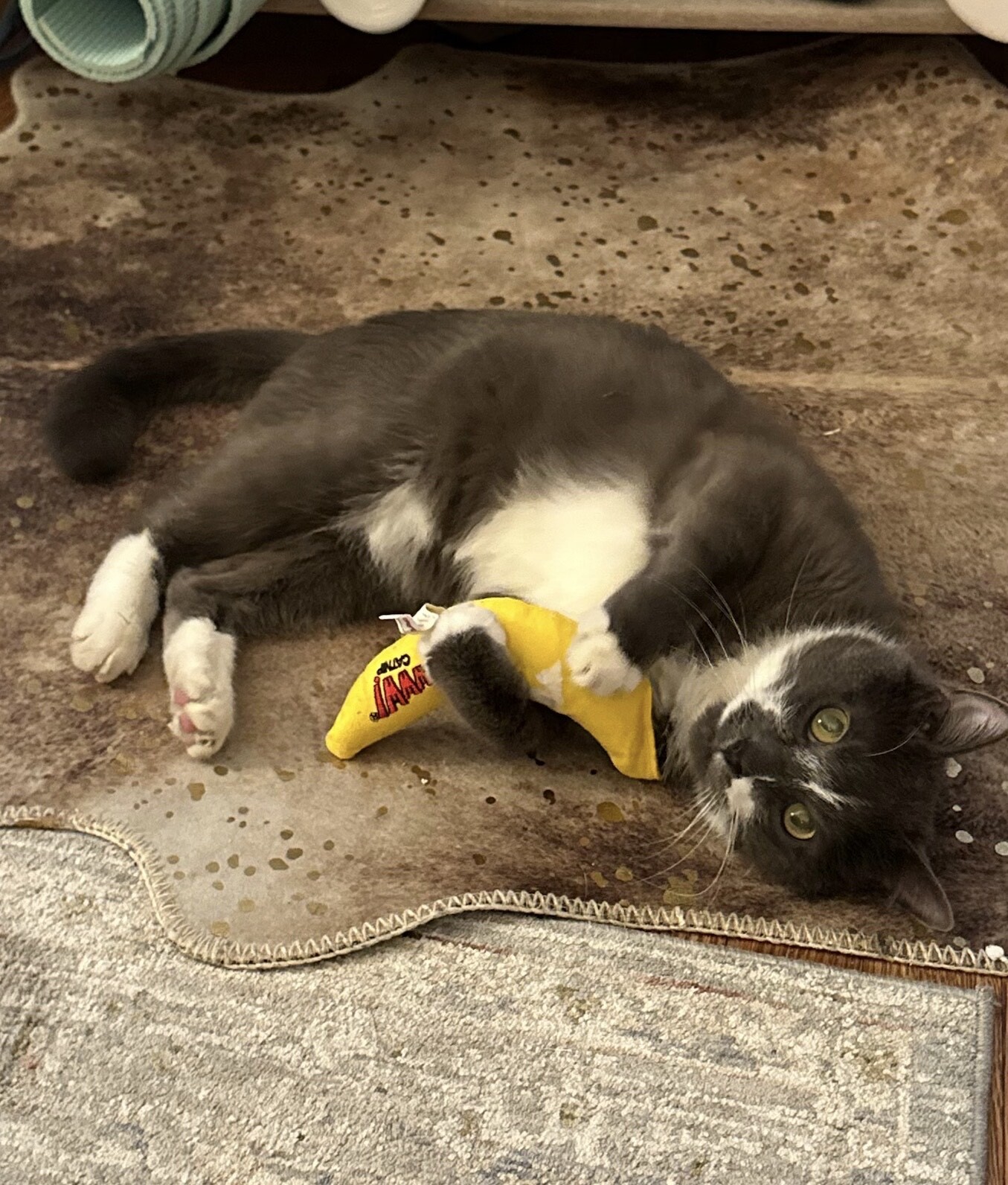 Enlarge Bacari, a Adoptable Domestic Short Hair in New York, NY image 8/11