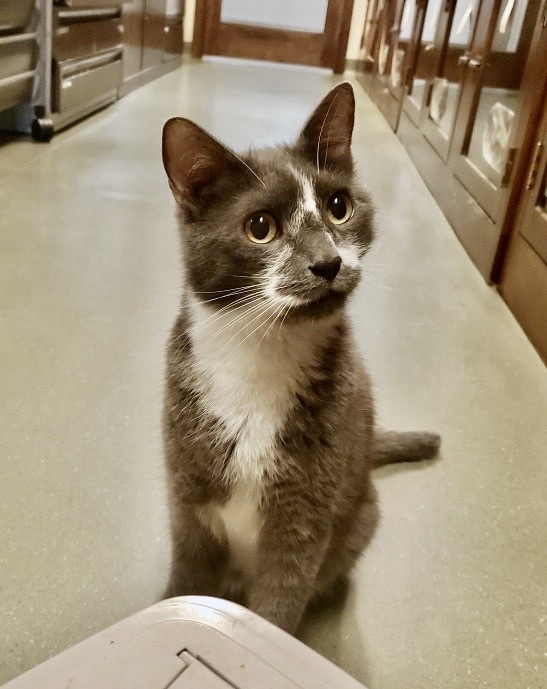 Bacari is an adorable middle aged litter-box trained gentleman looking for someone to give him the 