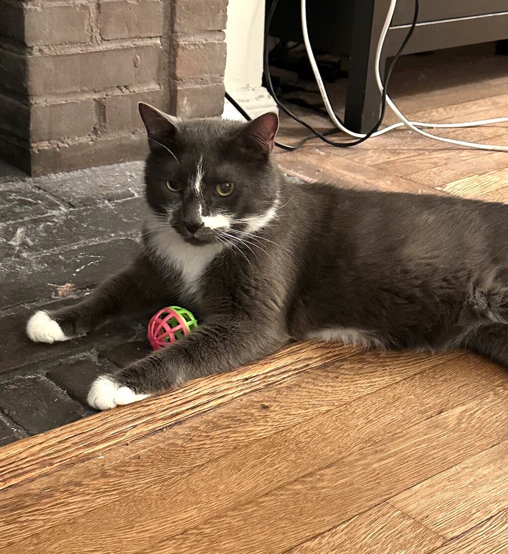 Enlarge Bacari, a Adoptable Domestic Short Hair in New York, NY image 9/11