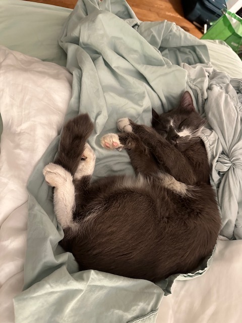 Enlarge Bacari, a Adoptable Domestic Short Hair in New York, NY image 11/11