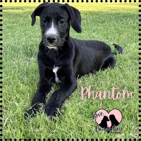 Phantom, Baby Female unknown