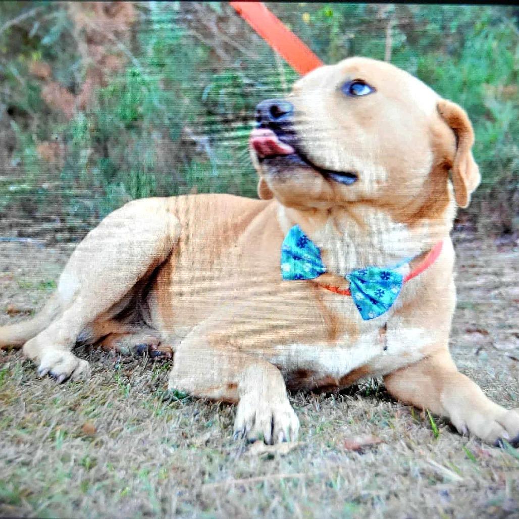 Smokey, Adoptable, Adult Male Yellow Labrador Retriever.